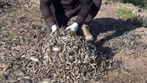 شاهد: نفوق آلاف الأسماك بسبب جفاف نهر المجر في العراق