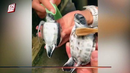 Sevimli kaplumbağalar için bakım zamanı