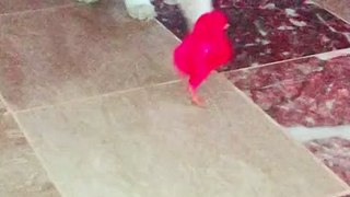 Cute Persian cat playing with chicks  