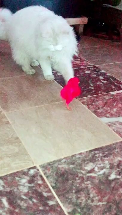 Cute Persian cat playing with chicks  