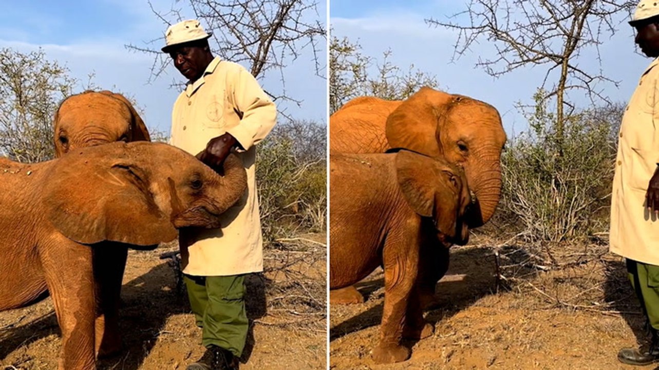 Watch: Baby elephant gets jealous of his rescuer petting another calf