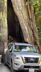 Car Scrapes Through Redwood Trunk