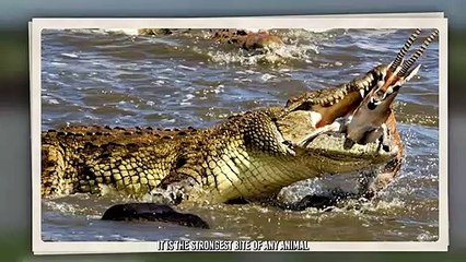 Crocodile Cut Off a Zebra's Head And Swallows It