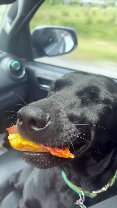 Smiling Doggo Loves Her Biscuits