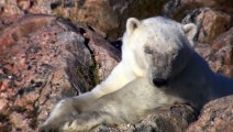 Polar Bear vs Seal and Walruses , The Arctic Wildlife