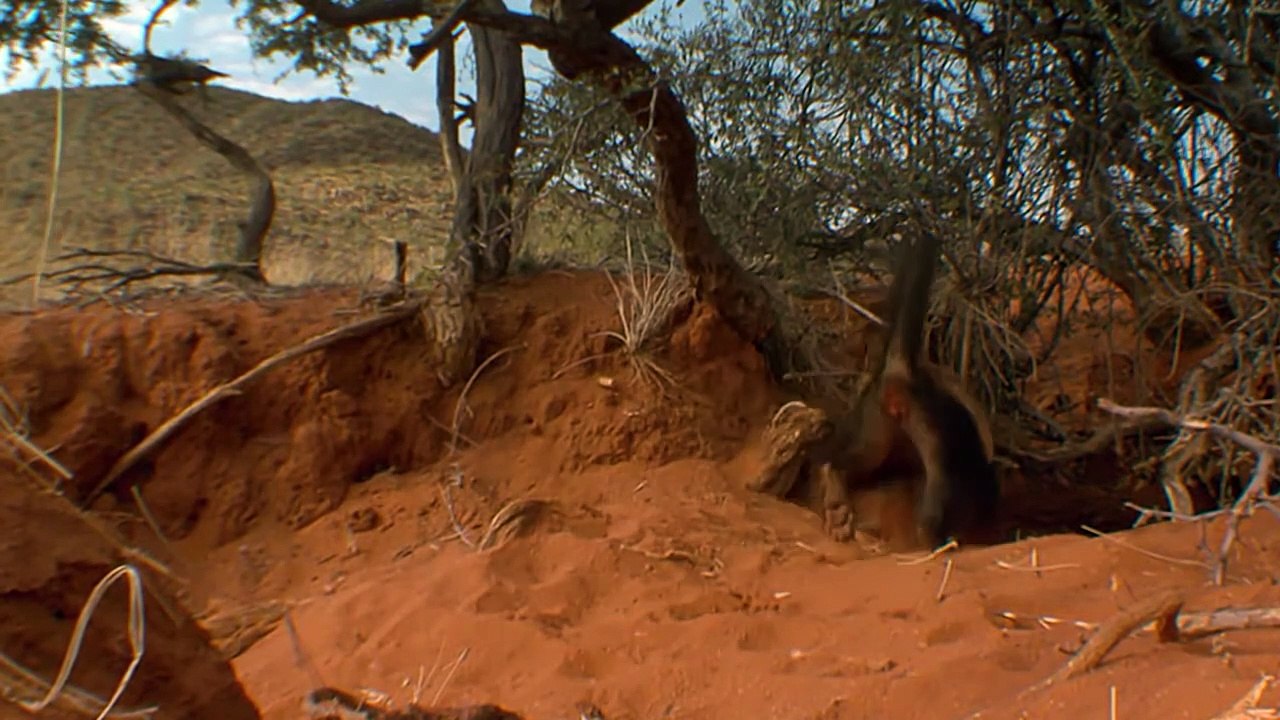 Porcupine Vs Honey Badger Can Quills Save The Porcupine video Dailymotion