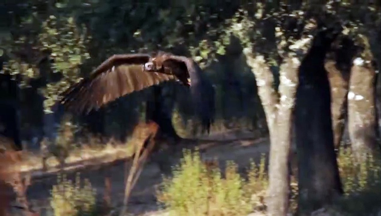This bird Terrifies All predators