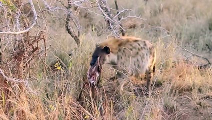 When Hyena's Eagerness Leads To its Death !!