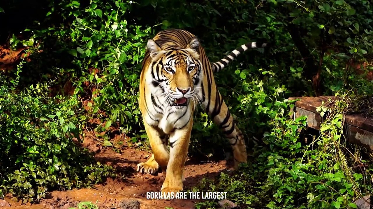 When The Tiger Face-Off The Gorilla