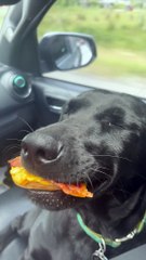 Smiling Doggo Loves Her Biscuits