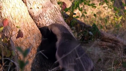 Honey Badger Takes The Turtle's Flesh Out of Its Shell !!