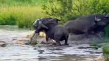 Baby Buffalo Has No Chance To Survive Against Crocodiles