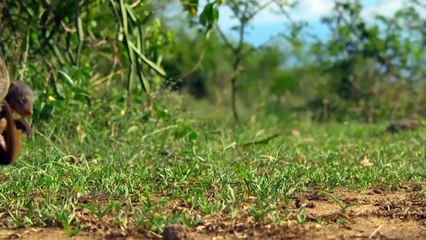 A Mongoose Can Rip The Strongest Snake In The World To Pieces