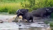 Baby Buffalo Has No Chance To Survive Against Crocodiles