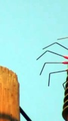 BIRD GET ELECTROCUTED  #shorts