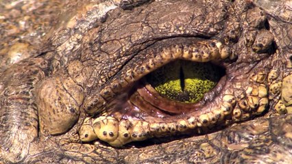 Crocodile Ruthlessly Eats a Hippo !!