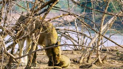 Lion Cub Slips Into The Crocodile's Trap