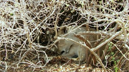 Python Sneaks To Hunt a Lion But Regrets it