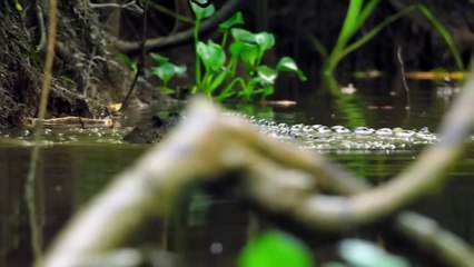 Ruthless Crocodile Captures a Buffalo From its Mouth