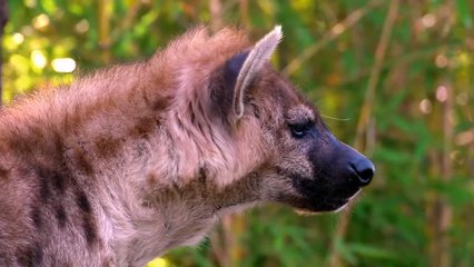 Savage Hyena Snatches a Newborn Impala To Eat