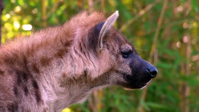 Savage Hyena Snatches a Newborn Impala To Eat