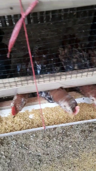 Ayam kampung usia 7 minggu