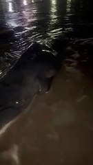 Filhote de baleia jubarte encalha e morre em praia de Maragogi