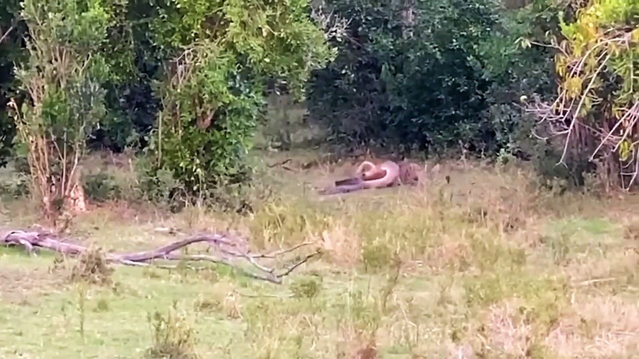 This Vicious Leopard Ripped a Python Apart