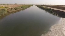 Aparecen muertos miles de peces en un río al sur de Irak