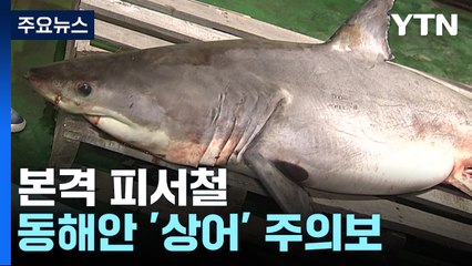 본격 피서철...동해안 불청객 '상어' 주의보 / YTN