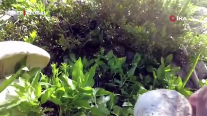 İsviçre Alpleri değil, Munzur Dağı’nda ki Merg Yaylası... Gördükleri fotoğraf için kilometrelerce yol katettiler