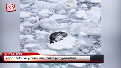 Leopar Foku ve yavrusunun muhteşem görüntüsü