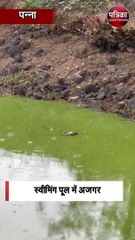 स्वीमिंग पूल में अजगर