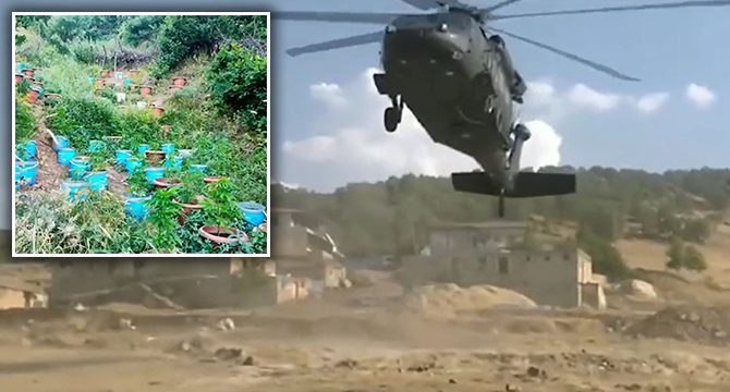 Diyarbakır ve Bingöl’de 16 milyon kök kenevir bitkisi ele geçirildi