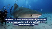50 sharks spotted swimming off Long Island coast prompts beach closure after attacks