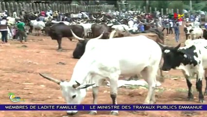 Cattle Market de Bamenda - 08 Juillet 2023
