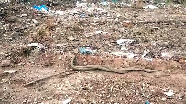 ஒன்றோடொன்று பின்னி கொஞ்சி குலாவிய பாம்புகள் - வியப்புடன் பார்த்த பொதுமக்கள்