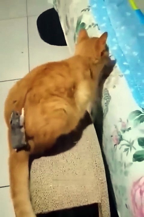 #Funniest Cats and Dogs  - Funny Animal Videos #30
