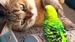 #Funny Animals Shorts 203 --) Cat on the coast  Cats Dogs Pets laugh viral video