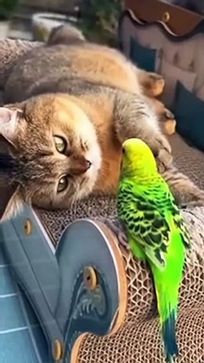 #Funny Animals Shorts 203 --) Cat on the coast  Cats Dogs Pets laugh viral video