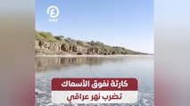 كارثة نفوق الأسماك تضرب نهر عراقي