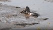 Poor zebra's life flashes before its eyes after being surrounded by hungry crocodiles