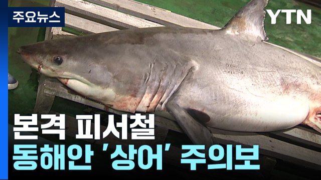 본격 피서철...동해안 불청객 '상어' 주의보 / YTN
