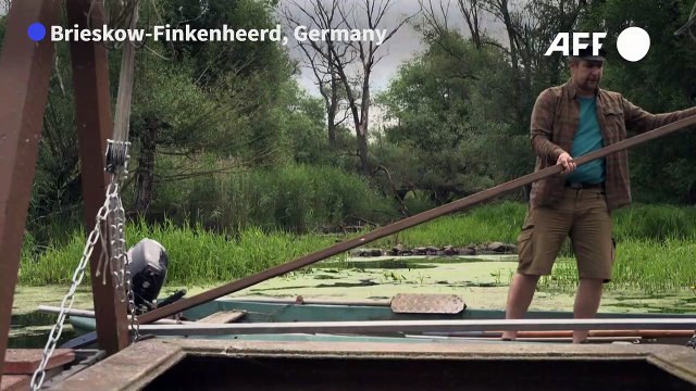 Mass fish deaths haunt river on Polish-German border