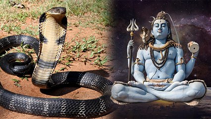 सावन 2023 में सांप दिखना: शुभ या अशुभ? जानिए सही मान्यताएँ 🐍