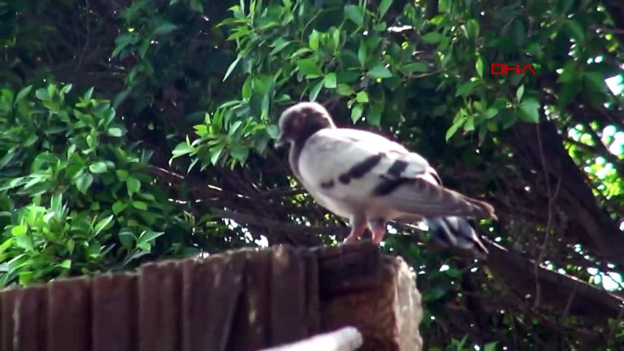La mort des pigeons sur la plage d'Iskenderun a agacé les citoyens