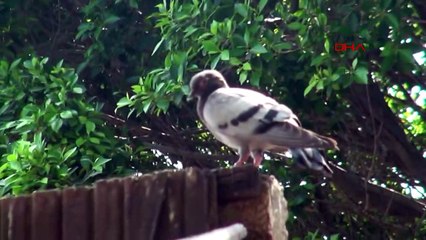La mort des pigeons sur la plage d'Iskenderun a agacé les citoyens