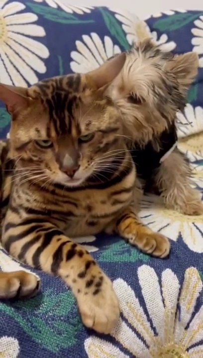 Real Cute Cats Making Fun Video 2023