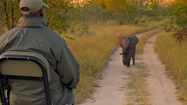 Brave baby elephant does a 'NOPE!' after trying to act tough in front of safari-goers