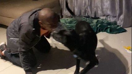 Overcompetitive dog takes on human dad in a hilariously intense Tug of War